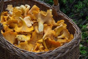 mushrooms-food