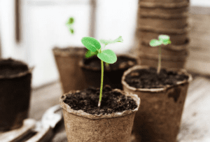 Seed in a Pot
