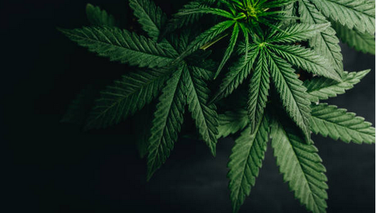Weed